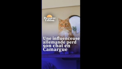 Une influenceuse allemande fait tout pour retrouver son chat perdu en Camargue