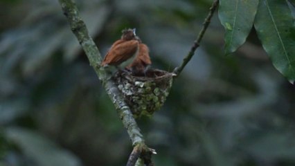 Paradise flycatcher brings feast for nest-bound offspring