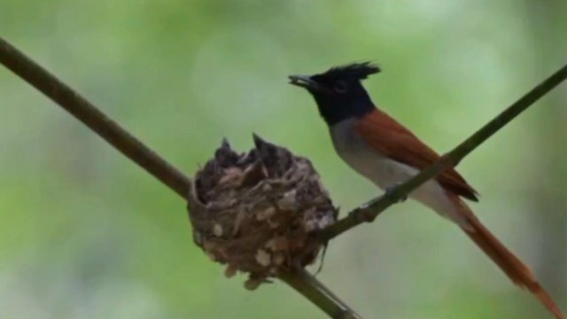 Female Bird of Paradise nurtures nest with culinary affection for her chicks