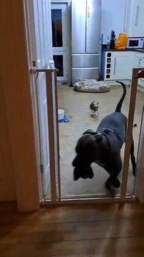 XL bully chased by chihuahua