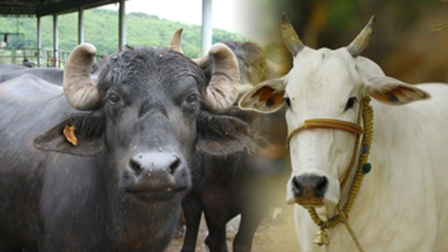 बच्चों के लिए कौन सा दूध अच्छा है | Cow Milk Or Buffalo Milk which Is Better For Babies|Boldsky