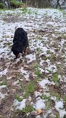 Dog practising his tricks in a snowy Belfast forest