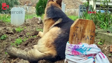 Kaybolduğu sanılan Alman kurdu, ölen sahibinin mezarı başında bulundu