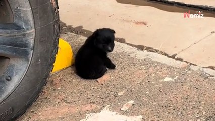 Elle sauve un chiot abandonné sur un parking et décide de lui donner un nom qui rappellera son histoire