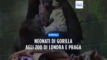Negli zoo di Londra e Praga nascono due cuccioli di gorilla: la loro specie è a rischio estinzione