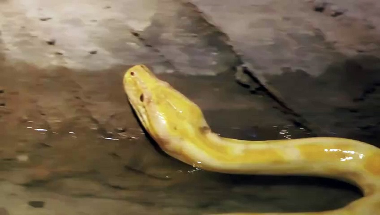 yellow python snake in the zoo - video Dailymotion