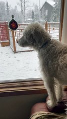 Dogs Alert to Moose in Back Yard