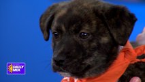 Keeping Our Pets Safe During Colder Weather with AZ Humane Society
