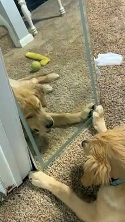 Golden Retriever Puppy Plays In Mirror