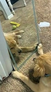 Golden Retriever Puppy Plays In Mirror