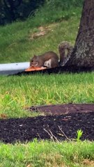 Squirrel Chows Down