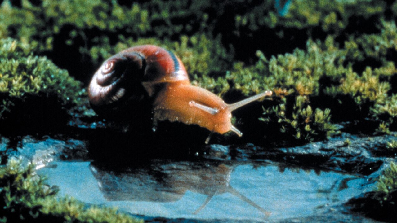 Microcosmos, le peuple de l'herbe