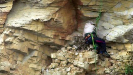 Shocking Footage of Peregrine Egg Theft Leads to Conviction 🦅