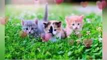 So Cute Beautiful Kittens Shorts Video __ Happy New Year
