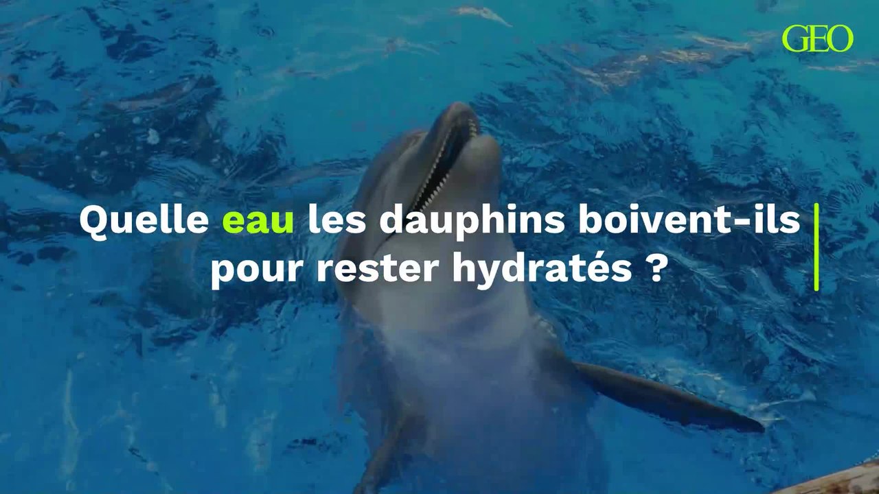 Quelle eau les dauphins boivent-ils pour rester hydratés ? Une nouvelle étude lève le voile