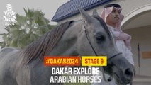 Dakar Explore:  Arabian horses - #Dakar2024