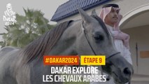 Dakar Explore: Les chevaux arabes - #Dakar2024