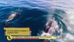 Planeta Incrível: Veja curiosidades do fascinante mundo das orcas