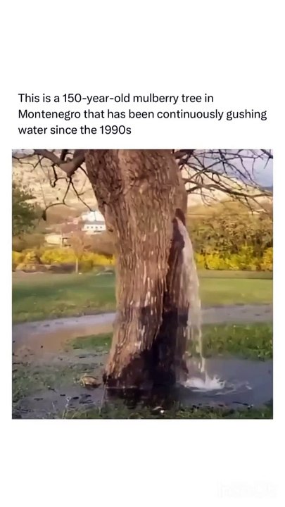 Ultimate Fun - Unstoppable Humor and Fun!