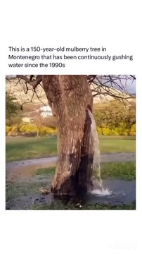 Ultimate Fun - Unstoppable Humor and Fun!