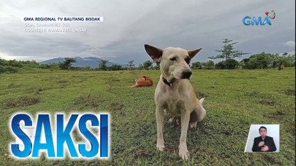 Aso, namatay matapos makipaglaban umano sa cobra alang-alang sa kanyang amo | Saksi