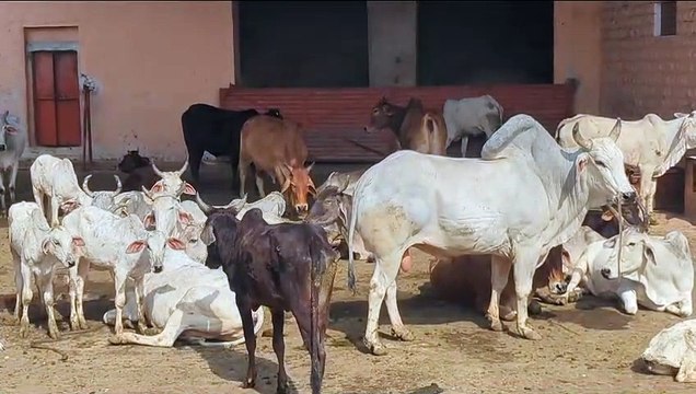 पांच साल पहले शुरू हुई देशी गोवंश नस्ल संवर्धन योजना फाइलों से नहीं निकल पाई बाहर