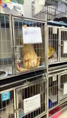 Ce chat n'a pas du tout envie de salir sa cage