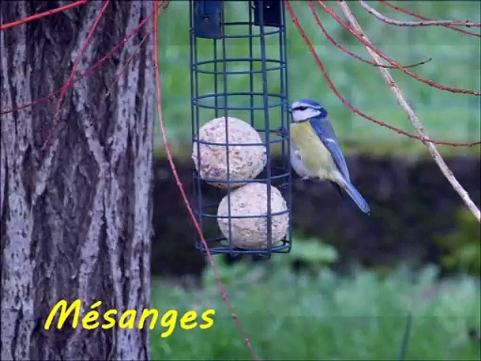 Oiseaux