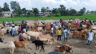 Big Cow Market in Assam
