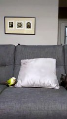 Endless entertainment For them and us