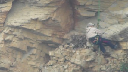 Watch: Thief abseils down cliffside to steal peregrine falcon eggs