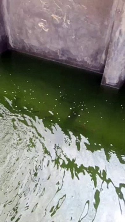 Treatment air kolam yang benar membuat ikan lele betah didasar kolam