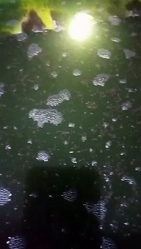 Kolam larva lele BERBUSA pada malam hari, itu pertanda KEPADATAN segera pindahkan bagi dua kolam