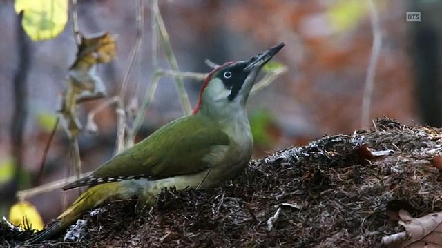Un hiver dans les Alpes ( Documentaire animalier )