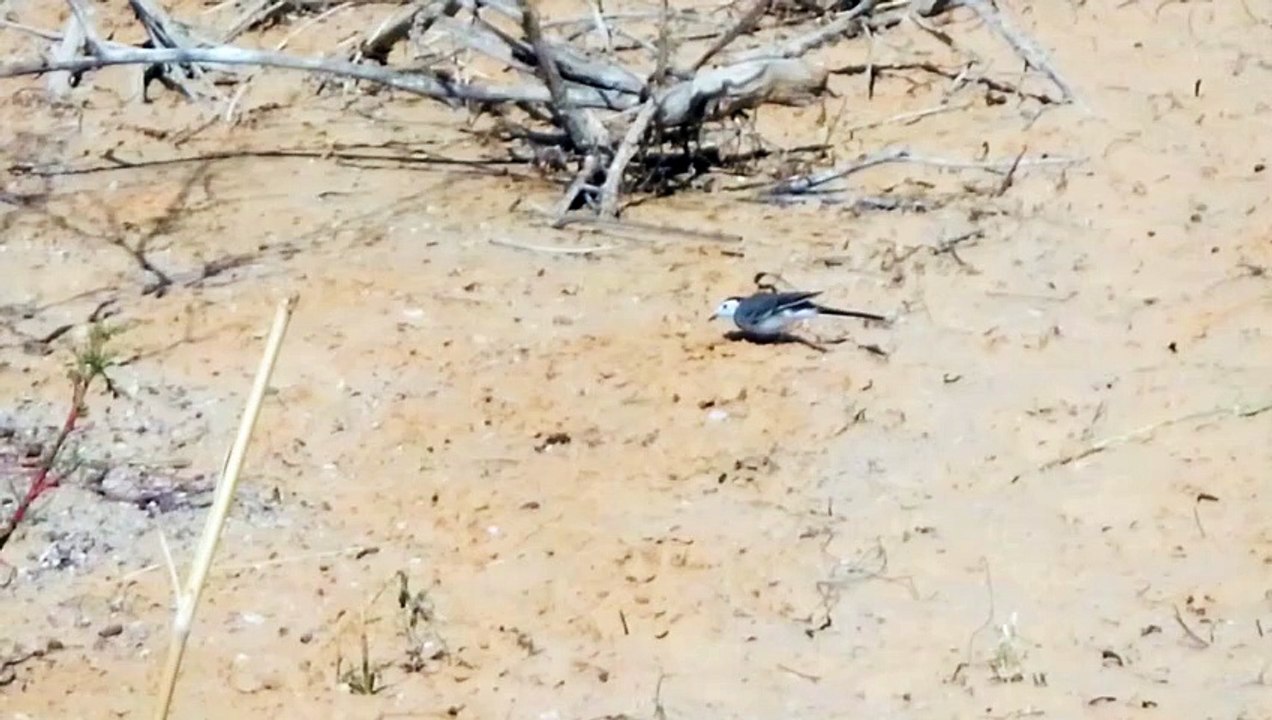 عصفور علي حافة البحيرة Bird on the lakes bank
