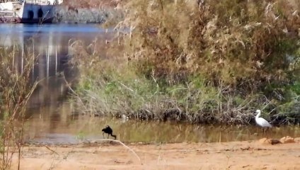 طيور و قوارب Birds and Boats