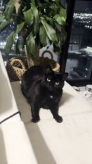 Cat Is Not Amused by Her Owner's Antics