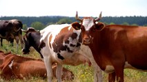 herd of cows in the countryside