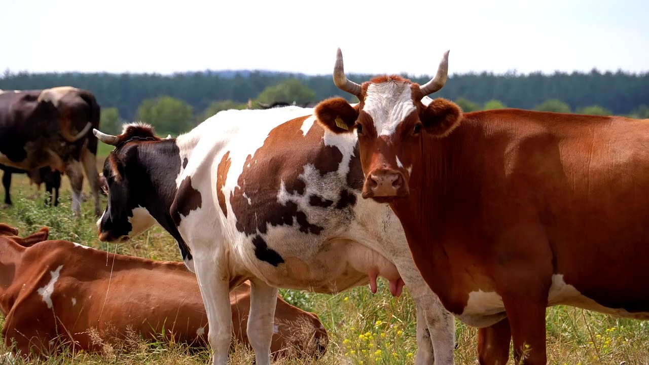 herd of cows in the countryside