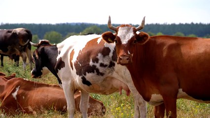 herd of cows in the countryside