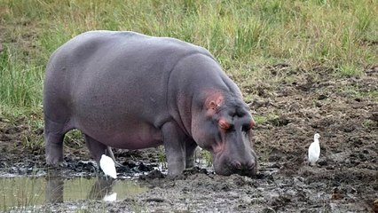 hippo sleeping near a pond
