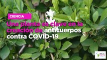 Una planta es clave en la creación de anticuerpos contra COVID-19