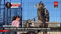 Traslado de jirafa Benito a Puebla se postergará dos días más por análisis de salud