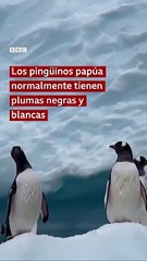 Download Video: Blanca como la nieve La mayoría de los pingüinos papúa tienen plumas negras y blancas para camuflarse con la nieve y con las piedras en la Antártida. Pero las plumas de esta hembra son casi blancas por una variac