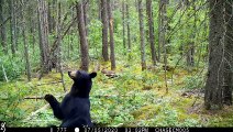 Black Bear Scratches Her Back