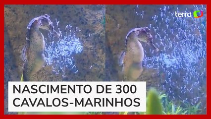 Equipe de aquário consegue registar um cavalo-marinho dando à luz em SC