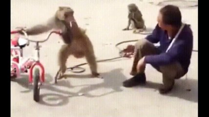 Funniest Monkey  -  cute and funny monkey videos (Copyright Free) Full HD