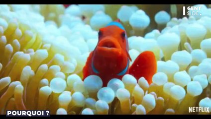 Ces alliances improbables dans le règne animal