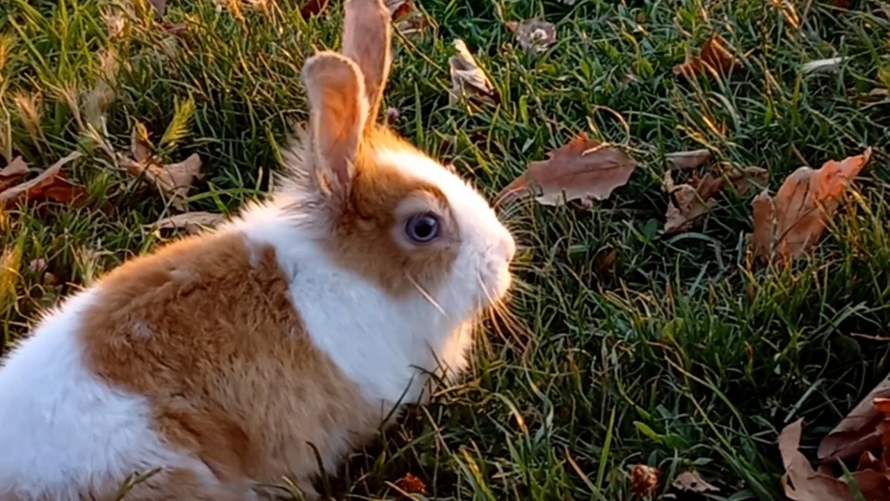 Sevimli Tavşan Bebek