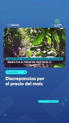 Discrepancias por el precio del maíz